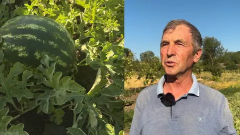 Кавуни на Хмельниччині: агроном із Харківщини відродив улюблену справу
